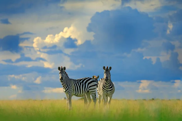 Cebras Con Cielo Tormenta Azul Cebra Burchell Equus Quagga Burchellii —  Fotos de Stock