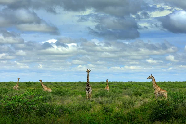 Pět Žirafy Blízkosti Říční Vody Zelená Vegetace Velkými Zvířaty Divoké — Stock fotografie