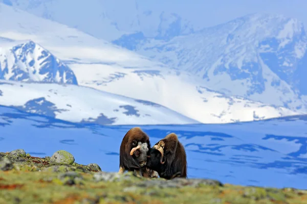 Musk Ovibos Moschatus Mountain Snow Background Big Animal Nature Habitat — Stock Photo, Image