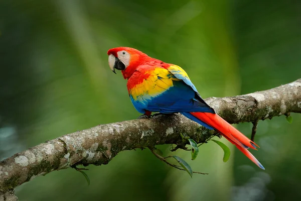 Şube, Brezilya oturan kırmızı papağan Scarlet Amerika papağanı, Ara macao, kuş. Tropik ormandaki yabani hayvanlar ve bitkiler sahne. Ağaç freen ağaç doğa ortamlarında üzerinde güzel papağan.