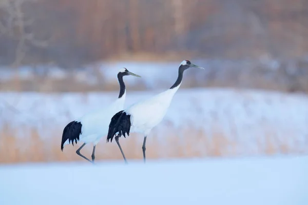 Dançando Par Guindastes Coroa Vermelha Com Com Nevasca Hokkaido Japão — Fotografia de Stock