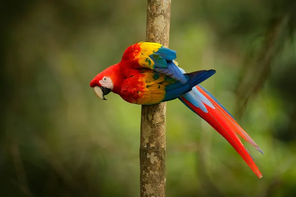 Rode Papegaai Geelvleugelara Ara Macao Vogel Zittend Tak Brazilië Wildlife — Stockfoto