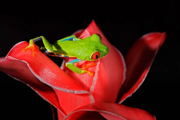 Sapo Árvore Olhos Vermelhos Agalychnis Callidryas Animal Com Grandes Olhos — Fotografia de Stock