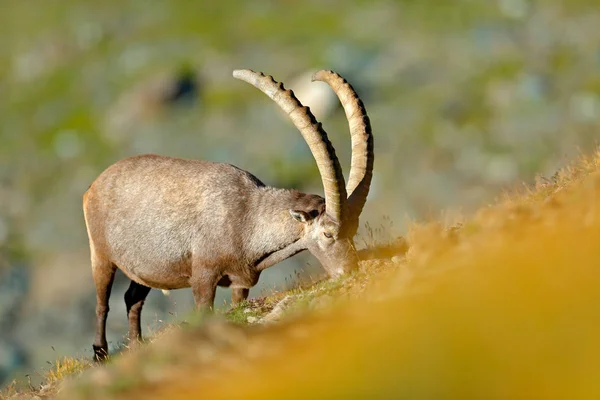 Alpine Ibex Capra Ibex Hábitat Natural Parque Nacional Gran Paradisko — Foto de Stock