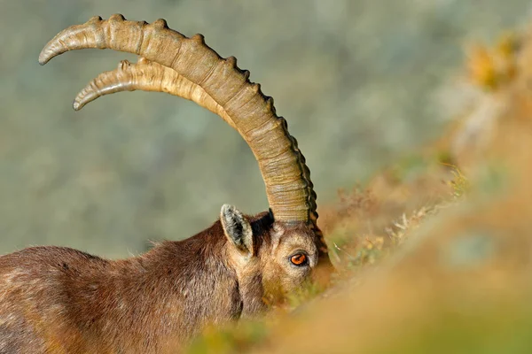 Alpské Kozorožce Capra Ibex Prostředí Přírody Gran Paradisko Národní Park — Stock fotografie