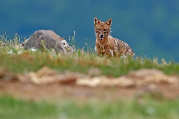 犬的金黄色葡萄球菌 在草地上喂养的场景 Madzharovo Rhodopes 保加利亚 来自巴尔干的野生动物 野生狗行为现场的性质 山动物在栖所 — 图库照片