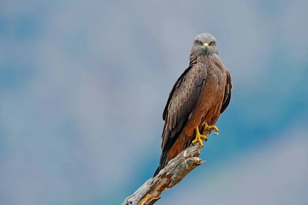 Black Kite Milvus Migrans Brown Bird Prey Sitting Tree Branch — Stock Photo, Image