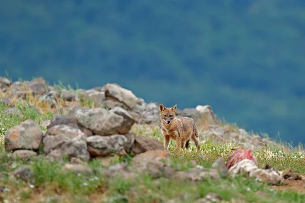 犬的金黄色葡萄球菌 在草地上喂养的场景 Madzharovo Rhodopes 保加利亚 来自巴尔干的野生动物 野生狗行为现场的性质 山动物在栖所 — 图库照片