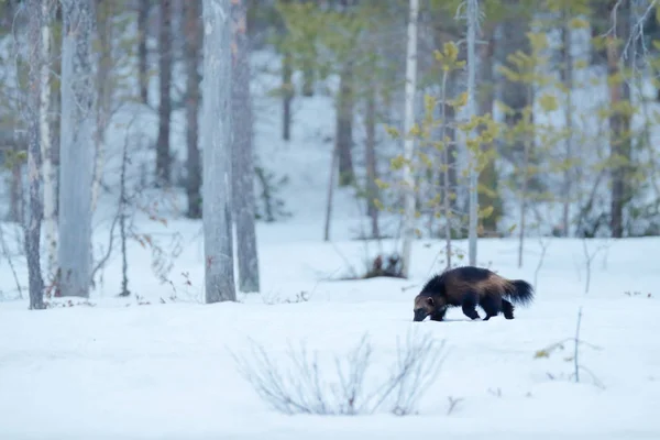 雪と冬のウルヴァリン フィンランドの大河で珍しい哺乳類を実行します 自然から野生動物のシーン 北ヨーロッパからの茶色の動物 雪に覆われた森 フィンランドで野生のクズリ — ストック写真