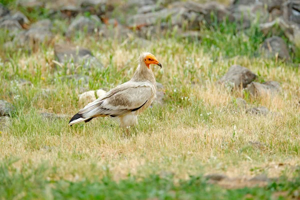 Egyptský Sup Neophron Percnopterus Velký Dravec Sedící Kameni Přírodním Prostředí — Stock fotografie