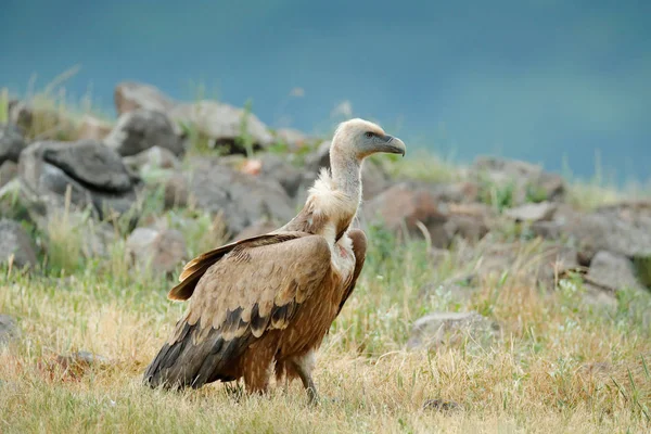 Avvoltoio Griffon Bulgaria Rodopi Orientali Scena Fauna Selvatica Dai Balcani — Foto Stock
