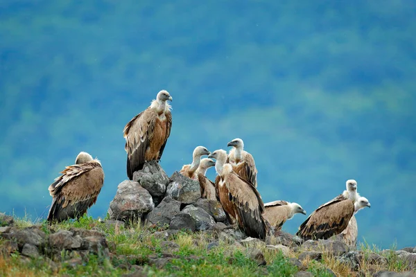 Grupo Buitres Buitre Leonado Gyps Fulvus Grandes Aves Rapaces Sentadas — Foto de Stock