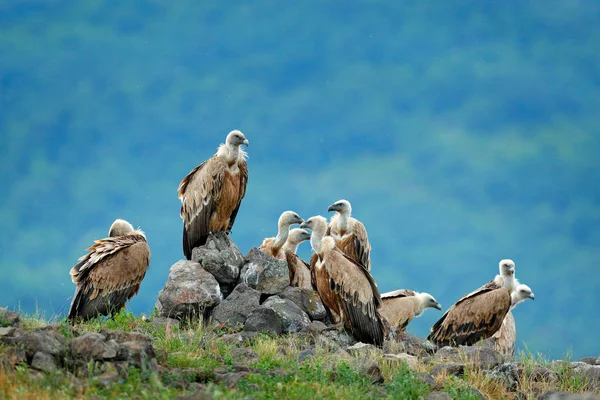 Група Стерв Ятники Сип Білоголовий Сип Fulvus Великі Хижі Птахи — стокове фото