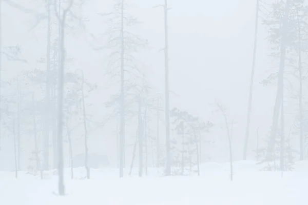 薄雾朦胧的早晨与隐藏的棕色熊 危险的生物在自然木头 冷的冬天情况 来自芬兰的野生动物栖息地 忍受白雪 用动物开树森林 — 图库照片