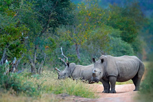 Orrszarvú Erdei Habitat Két Fehér Orrszarvú Ceratotherium Simum Vágott Kürttel — Stock Fotó