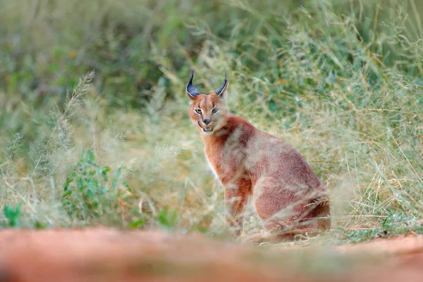 Karakulak Afrika Vaşak Yeşil Çim Bitki Örtüsü Içinde Gizli Doğa — Stok fotoğraf