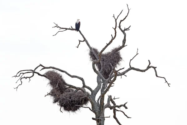 Schwarz Weiß Kunstbetrachtung Der Natur Afrikanischer Fischadler Haliaeetus Vozifer Sitzend — Stockfoto