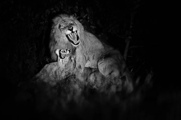 Leão Panthera Leo Bleyenberghi Acasalamento Cena Ação Parque Nacional Kruger — Fotografia de Stock