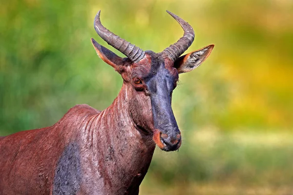 常见的 Tsessebe Damaliscus Lunatus 详细的肖像在自然栖息地的大棕非洲哺乳动物 Sassaby 在绿色植被 克鲁格国家公园 Widlife 场面从自然 — 图库照片