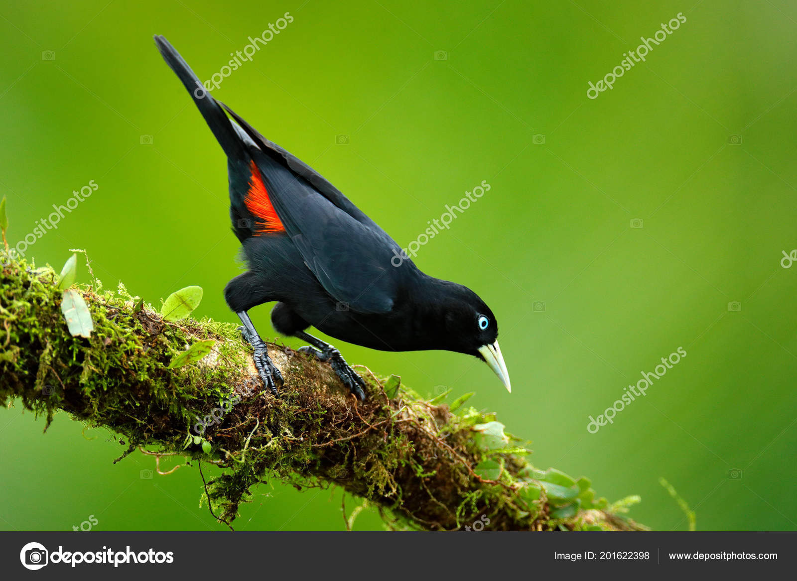 Cassique Cul écarlate Cacicus Uropygialis Portrait Oiseau