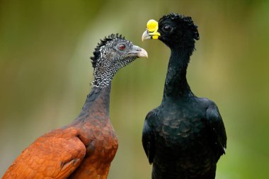 Büyük Curassow, Crax rubra, doğa ortamlarında Kosta Rika Sarı gagalı büyük siyah kuşlar. Kuşlar, erkek ve kadın çifti. Tropik ormandaki yabani hayvanlar ve bitkiler sahne. Ayrıntı portre.