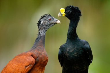 Great Curassow, Crax rubra, big black birds with yellow bill in the nature habitat, Costa Rica. Pair of birds, male and female. Wildlife scene from tropical forest. Detail portrait. clipart