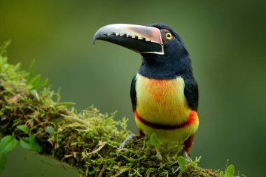 Toucan Yakalı Aracari, Pteroglossus torquatus, büyük gagalı kuş. Tukan ormandaki yosun dalında oturuyor, Boca Tapada, Kosta Rika. Orta Amerika 'da doğa yolculuğu.