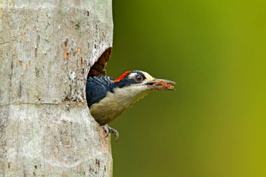 Ağaç gövdesi ile iç içe geçmiş delik, kuş doğa ortamlarında Kosta Rika üzerinde oturan ağaçkakan Kosta Rika, Siyah yanaklı ağaçkakan, Melanerpes chrysogenys, dan. Güney Amerika'da kuş gözlem.