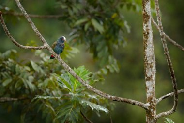 Yeşil ağaç papağan. Kuş beyaz tepeli Pionus, Pionus senilis Kosta Rika. Orman habitat, ağaç üzerinde oturan kuş. Hayvan tropic ortamlarında.
