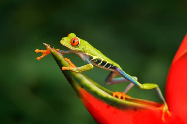 Beautiful frog walking on red flower, nature habitat. Action wildlife scene from Costa Rica nature. Red-eyed Tree Frog, Agalychnis callidryas, animal with big red eyes clipart