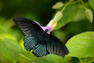 Güzel siyah kelebek, Büyük Mormon, Papilio memnon, yeşil dalda dinleniyor, Hindistan 'ın doğal ortamında bir böcek. Doğadan vahşi yaşam sahnesi.