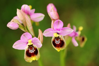 Ophrys tenthredinifera, Sawfly orkide, Gargano İtalya. Avrupa karasal vahşi orkide, doğa habitat çiçeklenme. Bloom, bahar sahne Avrupa'dan güzel detay. Kır çiçeği yeşil çayır üzerinde.