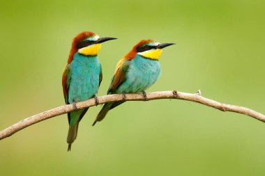 Güzel kuşlar Avrupa yeşil arka plana sahip şube oturan Bee-eaters, arı kuşu apiaster, çifti. Romanya doğada iki kuş.