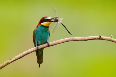 Avrupa arı kuşugiller, arı kuşu apiaster, dalı yusufçuk tasarı, eylem sahne doğa ortamlarında, Bulgaristan ile oturup güzel bir kuş. Catch hayvanla.