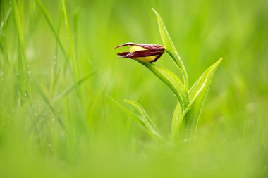 Lady's Terlik Orkide, Cypripedium calceolus, çiçekli Avrupa karasal vahşi orkide doğa ortamlarında. Yeşil çayır on, Çek Cumhuriyeti doğa, Europe çiçek.