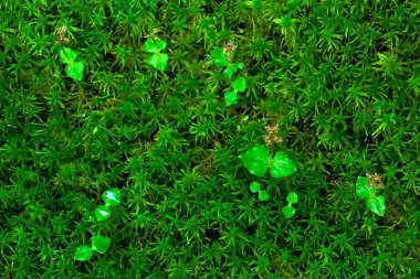 Listera cordata, daha az Twayblade, kırmızı çiçekli Avrupa karasal vahşi orkide doğa yaşam alanı, yeşil yosun, Sumava, Çek Cumhuriyeti, Avrupa'nın. Ormandaki karanlık ormandaki küçük nadir bitkiler.