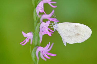 Neottianthe Cucullata, Hoodshaped orkide, pembe çiçek kelebek ile doğada. Açık arka plan ile doğa ortamlarında Avrupa karasal vahşi orkide çiçekli. Koyu renkli ahşap, Polonya çiçek