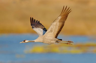 Doğa ortamlarında, Lake Hornborga, İsveç ortak Crane, Grus grus, minik kuş. Avrupa yaban hayatı sahne. Gri uzun boyunlu vinç. 