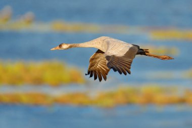 Doğa ortamlarında, Lake Hornborga, İsveç ortak Crane, Grus grus, minik kuş. Avrupa yaban hayatı sahne. Gri uzun boyunlu vinç. 