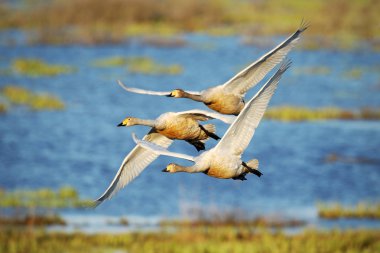 Ötücü Kuğu, habitat, Lake Hornborga, İsveç uçan Cygnus cygnus. Avrupa yaban hayatı sahne. Sinek, göl içinde belgili tanımlık geçmiş üç kuş. 