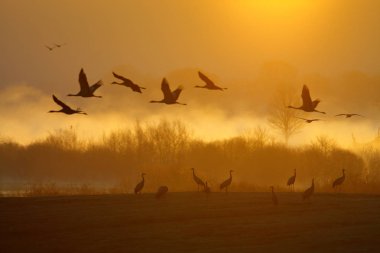 Kuşlar ile sihirli günbatımı. Doğa ortamlarında, Lake Hornborga, İsveç ortak Crane, Grus grus, minik kuş. Avrupa yaban hayatı sahne. Gri uzun boyunlu vinç. 