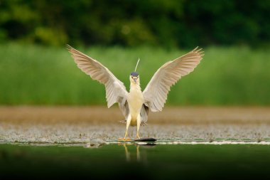 Gece balıkçılı, Nycticorax nycticorax, su kuşu açık kanatlı su gri. Hayvan doğa yaşam alanı, Macaristan, Avrupa'nın. Heron balık yakalamak.