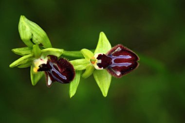 Ophrys incubacea, karanlık Ophrys, Gargano İtalya. Avrupa karasal vahşi orkide, doğa habitat çiçeklenme. Bloom, bahar sahne Avrupa'dan güzel detay. Kır çiçeği yeşil çayır üzerinde.