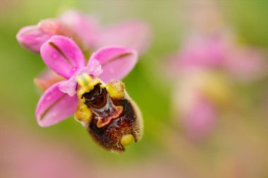 Ophrys tenthredinifera, Sawfly orkide, Gargano İtalya. Avrupa karasal vahşi orkide, doğa habitat çiçeklenme. Bloom, bahar sahne Avrupa'dan güzel detay. Kır çiçeği yeşil çayır üzerinde.