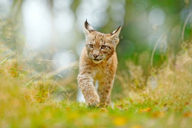 Yeşil orman genç Lynx. Doğadan yaban hayatı sahne. Bayağı vaşak, habitat içinde hayvan davranış yürüme. Almanya'dan vahşi kedi yavrusu. Vahşi Bobcat ağaçların arasında. Sonbahar çimleri avcılık etobur.