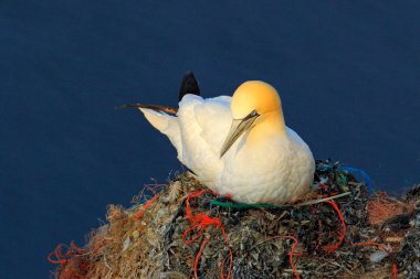 Kuzey Gannet plastik çöp içinde yumurta üzerinde oturan yuva. Doğadan yaban hayatı sahne. Koyu mavi deniz su üstünde uçurumdaki günbatımı, kuş davranış. Hayvan Helgoland, Almanya.