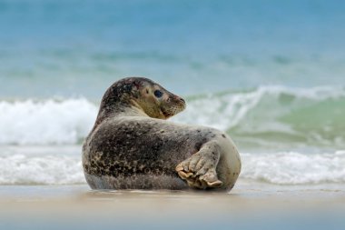 Hayvan su. Beach İngiltere, hayvan doğa deniz habitat, koyu mavi gökyüzü ile arka planda gri fok, Halichoerus grypus, detay dikey mavi su, dalga.