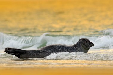 Hayvan su. Beach İngiltere, hayvan doğa deniz habitat, koyu mavi gökyüzü ile arka planda gri fok, Halichoerus grypus, detay dikey mavi su, dalga.