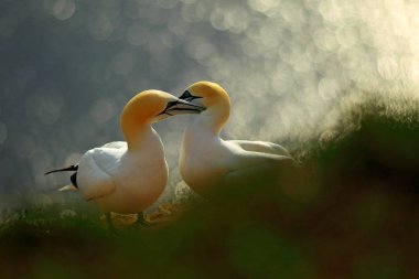 Cliff hayatına. Kuzey turuncu arka planda hafif akşam Gannet, Sula bassana, çifti portresi. Gün batımı, hayvan aşk davranış iki kuş aşık. 