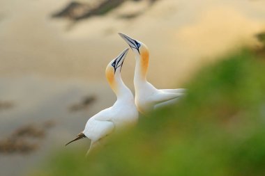 Kuzey gannet, ayrıntı baş portresi deniz kuşu oturan yuva, arka planda, koyu mavi deniz suyu ile Helgoland Adası, Almanya.